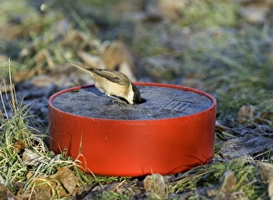 David Tipling Wildlife Images Imprime: Marsh Tit drinking