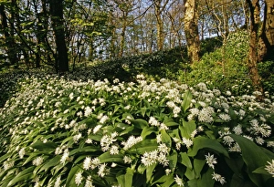 Ramsons In Bloom Imprime: Ramsons (Wild Garlic), Stackpole Woods, Pembrokeshire, Wales, spring