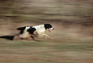 Dog Sports And Activities Imprime: Springer Spaniel running