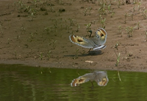 David Tipling Wildlife Photographer Imprime: Wedding