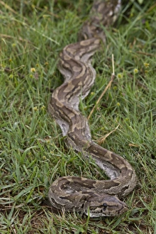 African Rock Python Imprime: African Rock Python