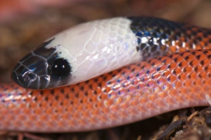 Peruvian Bird Species Imprime: Amazon Egg-eater (Drepanoides sp)