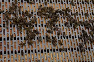 Western Honey Bees Imprime: A barrier is placed between the brood frames in the lower part of the hive and the upper super frames