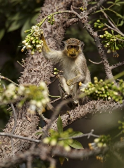 West African Monkeys Imprime: Callithrix Monkey (Cercopithecus sabaeus) young
