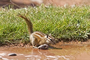 Pequeño ardilla bebiendo menos.