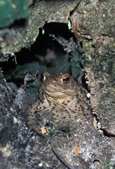 Bufo Bufo Species Imprime: Common Toad (Bufo bufo)