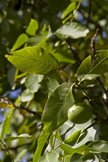 Juglans Regia Images Imprime: Common walnut with fruit