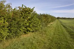 British Autumn Landscapes Imprime: Conservation hedgerow and field margin opened as footpath, Hampshire, England, september