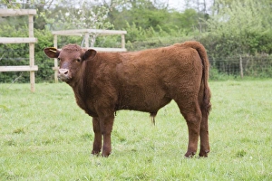 UK Farm Animals Imprime: Domestic Cattle, Red Ruby Devon calf, standing in pasture, Exeter, Devon, England, May