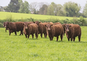 British Farming Practices Imprime: Domestic Cattle, Red Ruby Devon herd, standing in pasture, Exeter, Devon, England, May