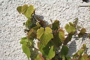 Grape Leaves Imprime: Grape (Vitis vinifera) leaves and developing fruit