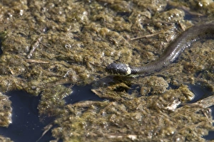 European Grass Snake Imprime: Grass Snake