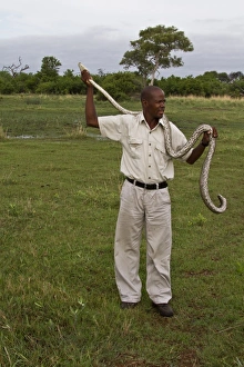 African Rock Python Imprime: Holding an African Rock Python - Okavango Delta