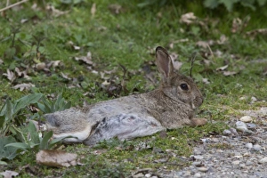Minsmere Nature Reserve Imprime: Resting Rabbit