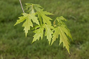 Maple Tree Leaves Imprime: Silver Maple leaf