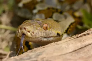 Impresiones de La serpiente de cola reticular (Python reticulatus), vista en primer plano de la cabeza y lamiendo con su lengua bifurcada. Ubicación: Islas Menores de la Sonda al oeste del isla Bali, Indonesia Pitón Reticulada Imprime: La serpiente de cola reticular (Python reticulatus)