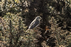 UK Countryside Scenes Imprime: Willow Warbler on Gorse