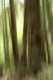 Abstract Tree Photography Imprime: Abstract trees