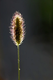 Backlighting In Nature Photos Imprime: Backlit grass