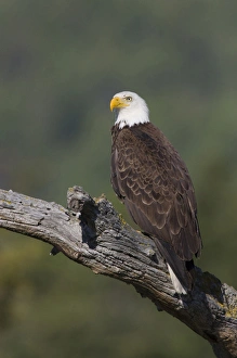 American Raptor Photography Imprime: Bald Eagle