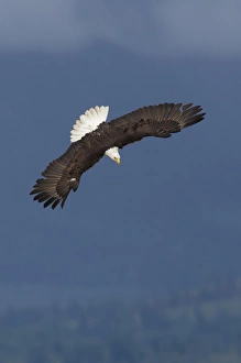 Ken Archer Wildlife Photos Imprime: Bald Eagle Diving