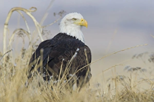 American Bald Eagle Pictures Imprime: Bald Eagle on the ground