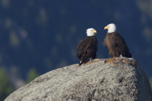 Ken Archer Wildlife Photos Imprime: Bald Eagle Pair