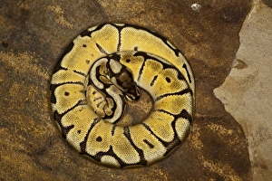 Impresión enmarcada : Morfología de la serpiente de bolas, Python regius. Impresión enmarcada : Morfología de la serpiente de bolas, Python regius.