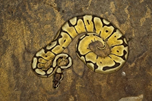 Morfología de la serpiente de bola, Python regius.