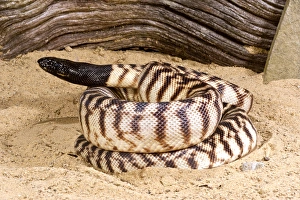Impresiones de Serpiente de cabeza negra, Aspidites melanocephalus, nativa de Australia Pitón De Cabeza Negra Imprime: Serpiente de Cabeza Negra, Aspidites melanocephalus, nativa de Australia.