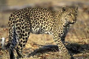 African Leopard Images Imprime: Botswana, Moremi
