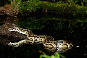 La serpiente de Burmese, Python molurus bivittatus, Nativo de China y Malasia.