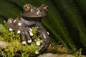 Tropical Rainforest Creatures Imprime: Captive Tapichalaca