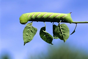 Nature Close Up Imprime: Caterpiller on a leafstem of a tree