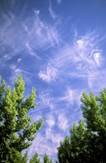 Blue Sky Images Imprime: Cirrus clouds