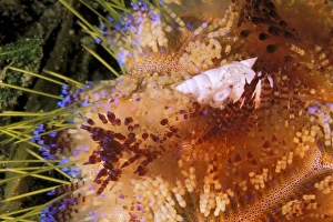 Marine Life Imprime: Close up of shell on fire urchin