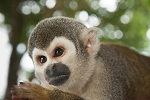 Impresiones de Mono Ardilla Común (Saimiri sciureus), MASCOTA cautiva, Coca Town, Amazonas Rainforest, ECUADOR. América del Sur Mono Ardilla Común Imprime: Mono Ardilla Común (Saimiri sciureus)