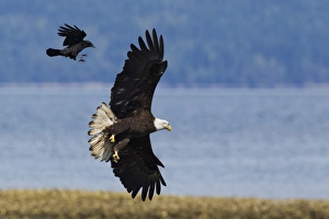 Impresiones de Un cuervo atacando un Águila Real Leucocephalus Imprime: Un cuervo atacando un Águila Real.