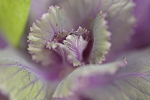 Close Up Flora Imprime: Decorative cabbage