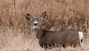 Nature Photography Tips Imprime: Deer looking at camera