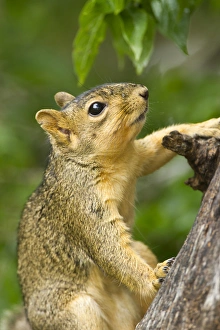 Escarabajo de rana oriental (Sciurus niger) en el tronco de un árbol.