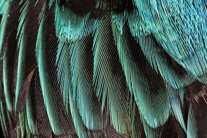 Bird Photography Close Up Imprime: Feather pattern