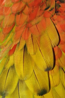 Colorful Parrot Pictures Imprime: Feather pattern on Macaw