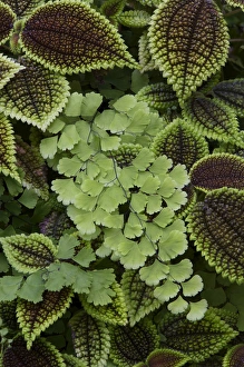 Flora And Fauna Photography Imprime: Fern pattern