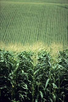 Maize Plant Imprime: Field of corn