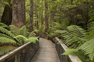 Tasmanian Wilderness Walks Imprime: Footpath Through