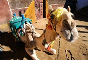 Egyptian Desert Imprime: A friendly camel