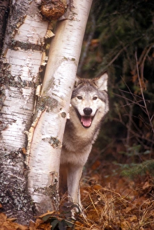 Natural World Images Imprime: Gray wolf in a forest