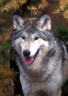 Impresiones de Lobo gris debajo de un árbol Imágenes de mayo de 2016: Lobo gris debajo de un árbol.