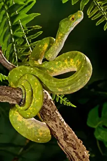 Pitón Del árbol Verde Imprime: Serpiente de Árbol Verde (Captive)